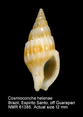 Cosmioconcha helenae.jpg - Cosmioconcha helenae(Costa,1983)
